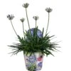 Agapanthus, In 17cm-pot -Tuinartikelen Winkel agapanthus in 17cm pot 1000x1000 6247101b623b5 l
