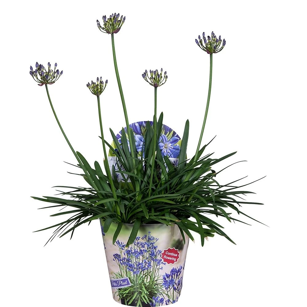 Agapanthus, In 17cm-pot 3 Agapanthus, In 17cm-pot