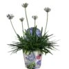 Agapanthus XL, In 24cm-pot 2 Agapanthus XL, In 24cm-pot -Tuinartikelen Winkel agapanthus xl in 24cm pot 1000x1000 645385e05b20b l