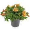 Alstroemeria, In 19cm-pot