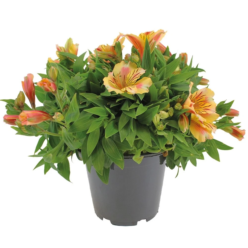 Alstroemeria, In 19cm-pot 3 Alstroemeria, In 19cm-pot