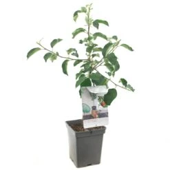 Appelboom (Malus Dom. Jonagold Patio), In Pot