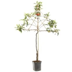 Appelboom (Malus Dom. Rode Boskoop Leivorm), In Pot