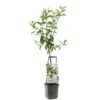 Appelboom Wonder Tree Delcorf -Tuinartikelen Winkel appelboom wonder tree delcorf 1500x1500 624ecdbba8642 l
