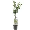 Appelboom Wonder Tree Elstar 2 Appelboom Wonder Tree Elstar -Tuinartikelen Winkel appelboom wonder tree elstar 1500x1500 624ecd213249e l