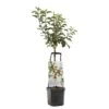 Appelboom Wonder Tree Santana -Tuinartikelen Winkel appelboom wonder tree santana 1500x1500 624ece981098b l