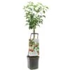 Appelboom Wonder Tree Topaz 1 Appelboom Wonder Tree Topaz -Tuinartikelen Winkel appelboom wonder tree topaz 1500x1500 624ed209e86d2 l