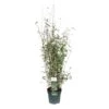 Bamboe Fargesia Black Shadow, In 23cm-pot 2 Bamboe Fargesia Black Shadow, In 23cm-pot -Tuinartikelen Winkel bamboe fargesia black shadow in 23cm pot 1000x1000 6427f5bc245d9 l