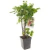 Bessenstruik Kwartet (Ribes Quatro-bes - Draagbeugel), In Pot