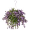 Campanula Addenda, In 27cm-hangpot 1 Campanula Addenda, In 27cm-hangpot -Tuinartikelen Winkel campanula addenda in 27cm hangpot 1000x1000 625ecc0a4bfff l
