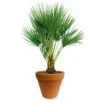 Chamaerops Palm 90cm Hoog, In 24cm-pot -Tuinartikelen Winkel chamaerops palm 90cm hoog in 24cm pot 1000x1000 625410ac5d8c3 l