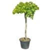 Druivenboom, In 45 Liter-pot 2 Druivenboom, In 45 Liter-pot -Tuinartikelen Winkel druivenboom in 45 liter pot 1000x1000 625410af02b97 l