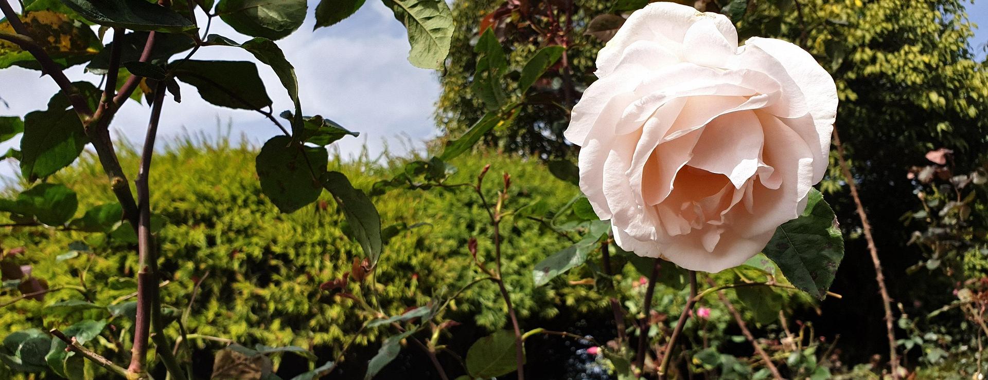 Tuinartikelen Winkel -Tuinartikelen Winkel garden plants 5036994 1920