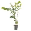 Hazelnotenboom (Corylus Avellana Cosford), In Pot -Tuinartikelen Winkel hazelnoot corylus avellana cosford 1500x1500 623c76865593c l