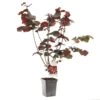 Hazelnotenboom (Corylus Avellana Roter Zeller), In Pot -Tuinartikelen Winkel hazelnoot corylus avellana roter zeller 1500x1500 623c768808f98 l