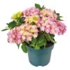 Hortensia Double Dutch, In 23cm-pot -Tuinartikelen Winkel hortensia double dutch in 23cm pot 1000x1000 641d68c0ec818 l