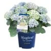 Hortensia Magical, In 23cm-pot 2 Hortensia Magical, In 23cm-pot -Tuinartikelen Winkel hortensia magical in 23cm pot 1000x1000 641d69dbe002f l