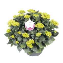 Hortensia XXL, In 29cm-schaal