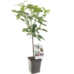 Kersenboom (Prunus Avium Lapins Patio), In Pot