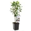 Kersenboom (Prunus Cerasus Morel Patio), In Pot -Tuinartikelen Winkel kers prunus cerasus morel patio 1500x1500 623c76f39314e l