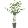 Kersenboom Wonder Tree Lapins 2 Kersenboom Wonder Tree Lapins -Tuinartikelen Winkel kersenboom wonder tree lapins 1500x1500 624ecce6343ee l