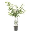 Kersenboom Wonder Tree Sunburst -Tuinartikelen Winkel kersenboom wonder tree sunburst 1500x1500 624eceb9e9e58 l