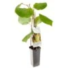 Kiwistruik (Actinidia Ch. Jenny), In Pot -Tuinartikelen Winkel kiwi actinidia ch jenny 1242x1242 623c76d7e0b6a l