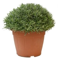 Lavendel, In 30cm-pot -Tuinartikelen Winkel lanvendel in 30cm pot 800x800 6229b6c0e8450 l