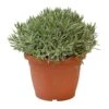 Lavendel, In 25cm-pot -Tuinartikelen Winkel lavendel in 25cm pot 800x800 6227356176881 l