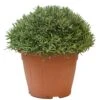 Lavendel, In 35cm-pot 2 Lavendel, In 35cm-pot -Tuinartikelen Winkel lavendel in 35cm pot 800x800 622735622b68f l