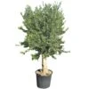 Olijfboom Groot, 30cm Stamomtrek 1 Olijfboom Groot, 30cm Stamomtrek -Tuinartikelen Winkel olijfboom groot 30cm stamomtrek 1000x1000 62568eda34493 l