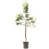 Pruimenboom (Prunus Dom. Bleue De Belgique Leivorm), In Pot -Tuinartikelen Winkel pruim prunus dom bleue de belgique lei 1500x1500 623c766536edc l
