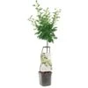 Pruimenboom Wonder Tree Opal -Tuinartikelen Winkel pruimenboom wonder tree opal 1416x1416 624eccba0296f l