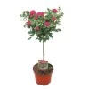 Stamroos 60cm Hoog -Tuinartikelen Winkel stamroos 60cm hoog 1000x1000 6439441874c1b l