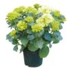 Tuinhortensia, In 23cm-pot 1 Tuinhortensia, In 23cm-pot -Tuinartikelen Winkel tuinhortensia in 23cm pot 1000x1000 6297754c271ec l