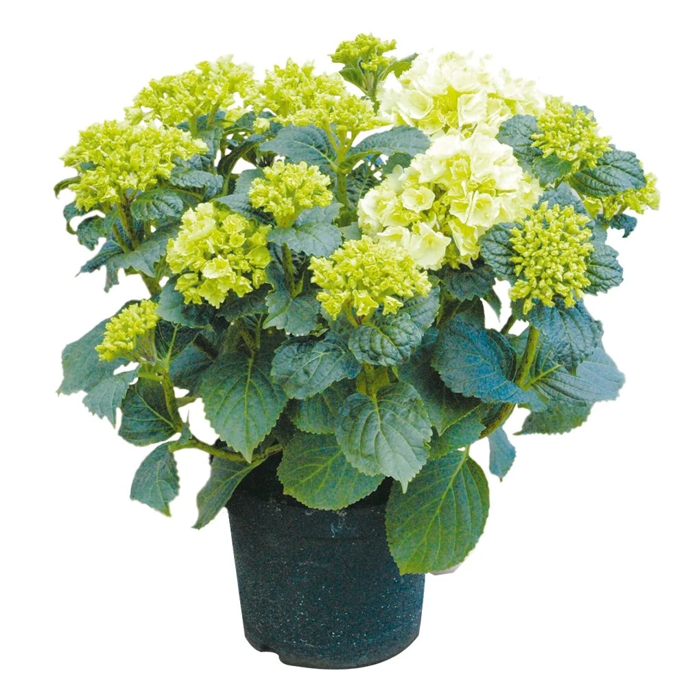Tuinhortensia, In 23cm-pot 3 Tuinhortensia, In 23cm-pot
