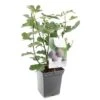 Vijgenboom (Ficus Carica Brown Turkey), In Pot 1 Vijgenboom (Ficus Carica Brown Turkey), In Pot -Tuinartikelen Winkel vijg ficus carica brown turkey 1500x1500 623c76aa6c05a l