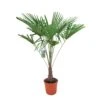 Winterharde Palm 150cm Hoog, In 35cm-pot -Tuinartikelen Winkel winterharde palm 150cm hoog in 35cm pot 1000x1000 6255853d235f6 l