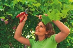 WOLF-Garten Aambeeld Snoeischaar Comfort Plus RS2500 -Tuinartikelen Winkel wolf garten aambeeld snoeischaar comfort plus rs2500 1619177787 1 l